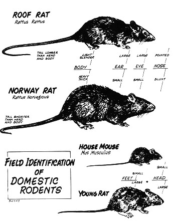 Manufacturers Exporters and Wholesale Suppliers of Rodent Control Delhi Rodent Control
